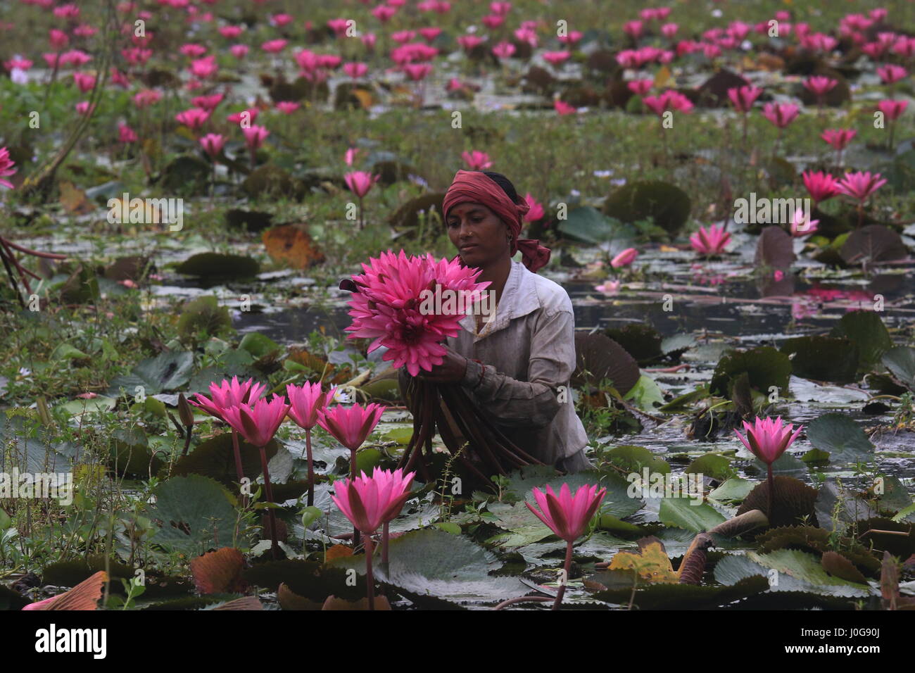 Arbeiter sammeln Seerosen Stiele von Shatla Sumpf bei Ujirpur in Barisal. Ihre Stämme sind als Delikatesse gegessen. Barisal, Bangladesch Stockfoto