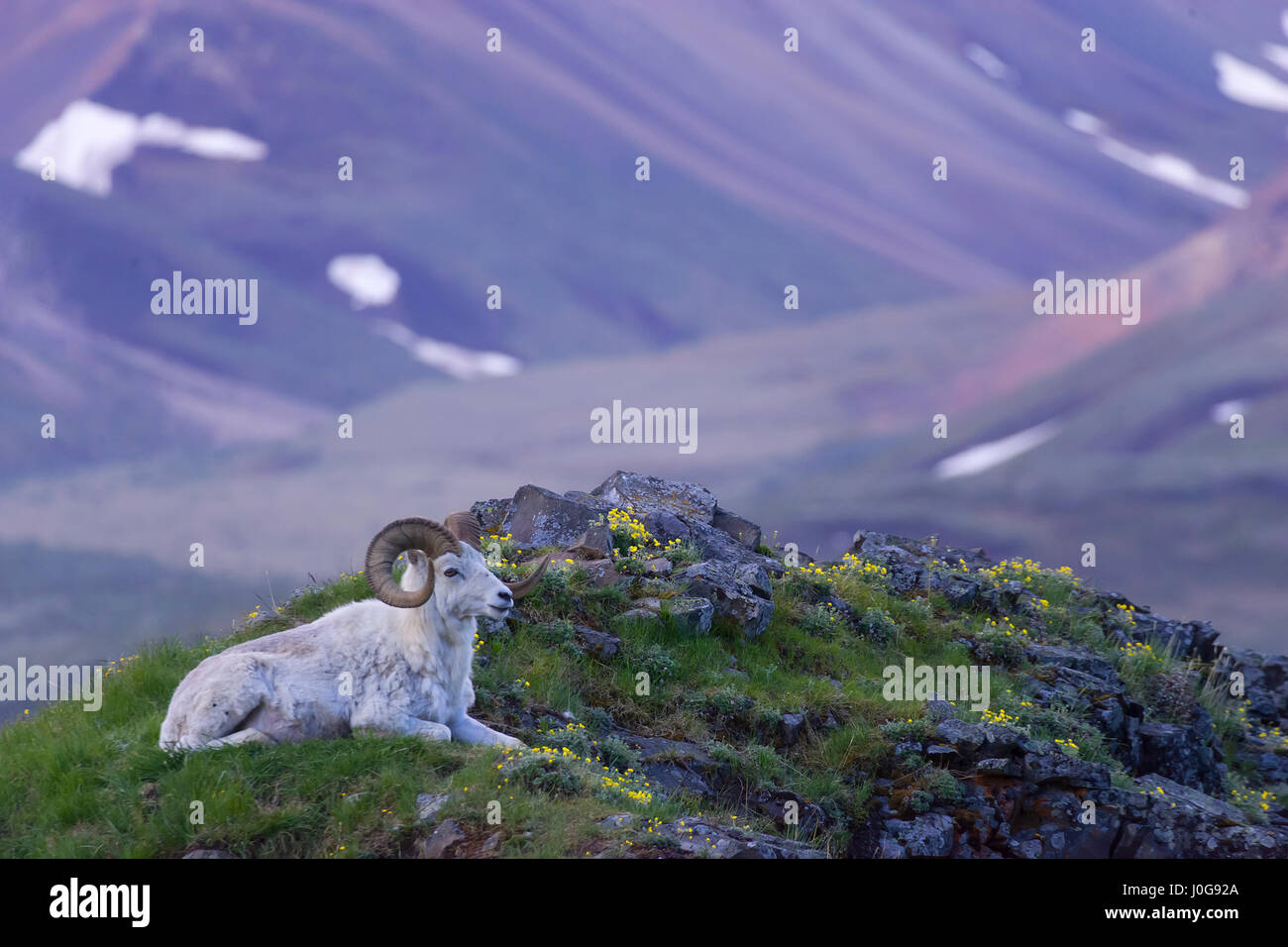 Dall-Schafe (Ovis Dalli) Ram ruhen & Grübeln unter Wildblumen auf Marmot Rock, Denali NP, AK, USA Stockfoto