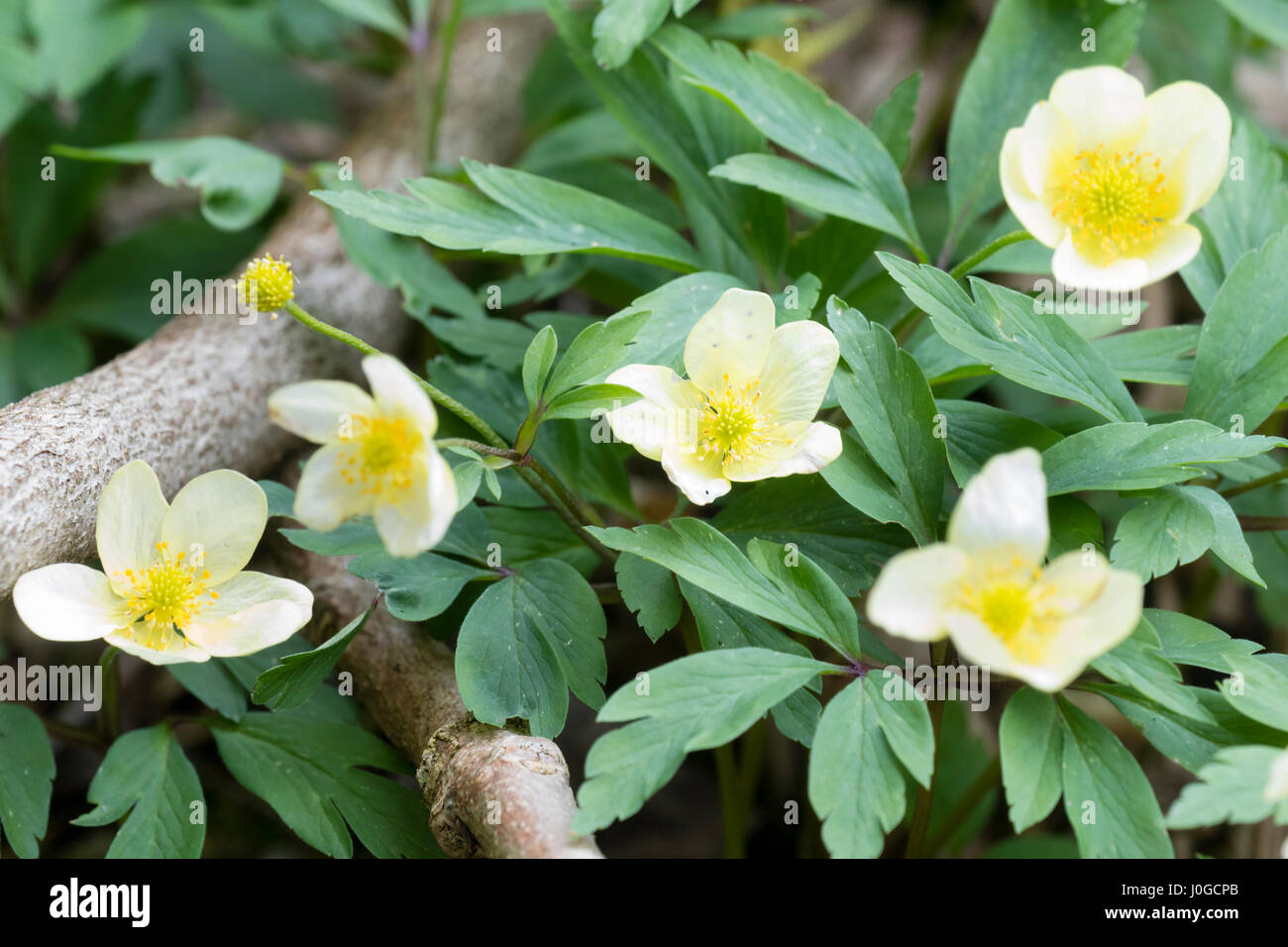 Blassgelbe Blüten der ausgewählten Form der Hybrid Buschwindröschen, Anemone X lipsiensis 'Pallida' Stockfoto