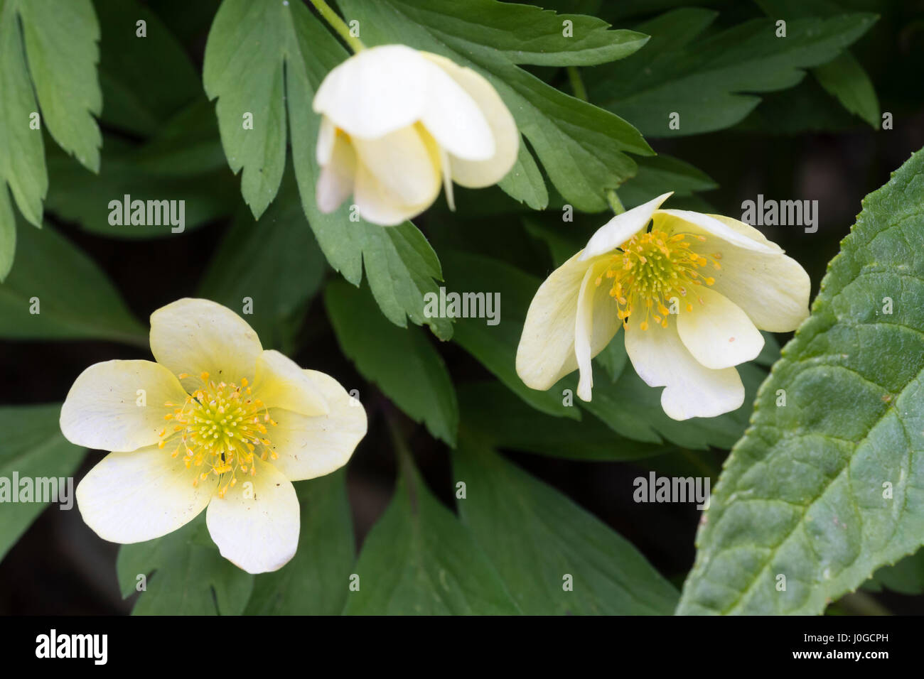 Blassgelbe Blüten der ausgewählten Form der Hybrid Buschwindröschen, Anemone X lipsiensis 'Pallida' Stockfoto