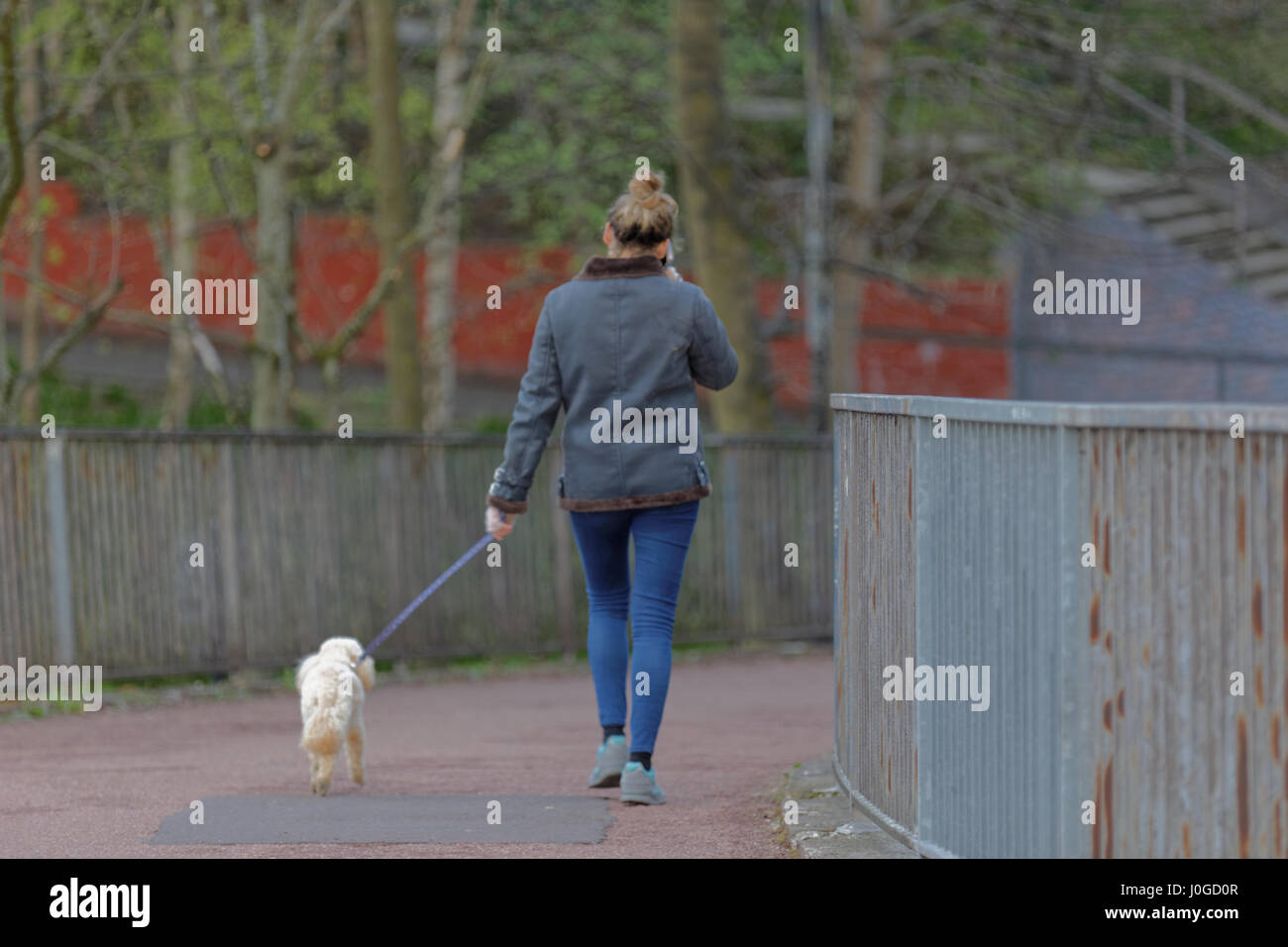 junge Frau auf mobile Pfone während des Gehens Pudel Hund allein zu Fuß in die Stadt Stockfoto
