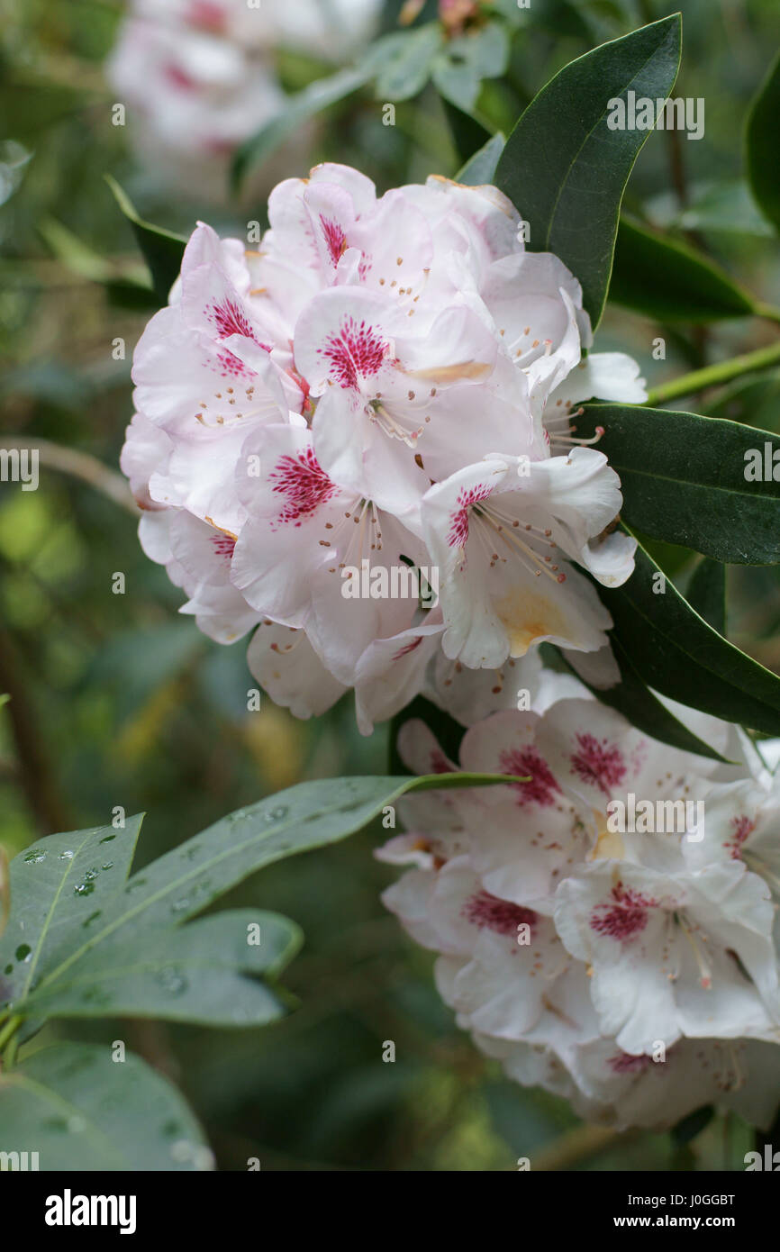Rhododendron "Frau Lionel de Rothschild" Stockfoto