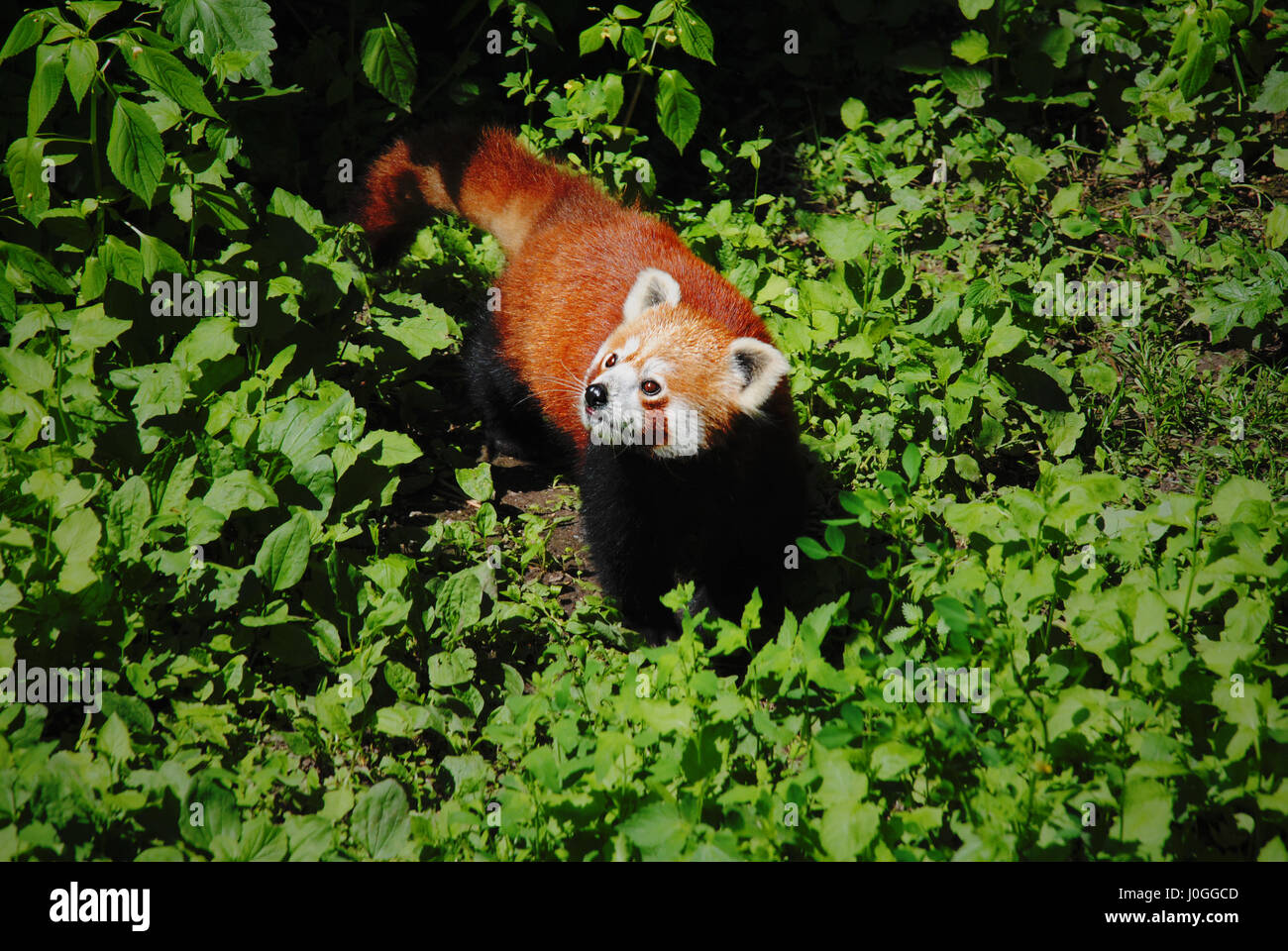 roter Panda zu Fuß durch Wald Stockfoto