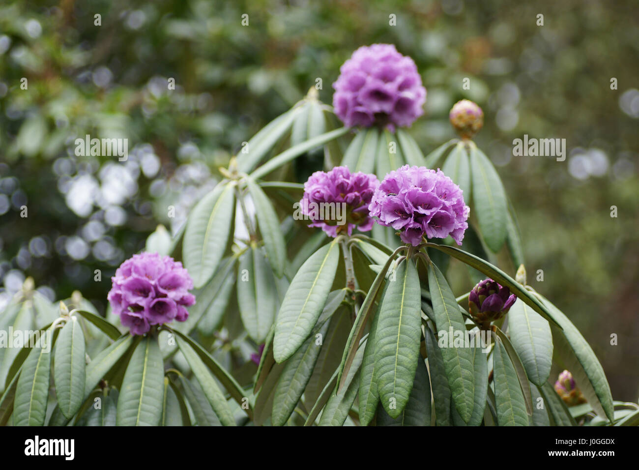 Rhododendron-nix Stockfoto