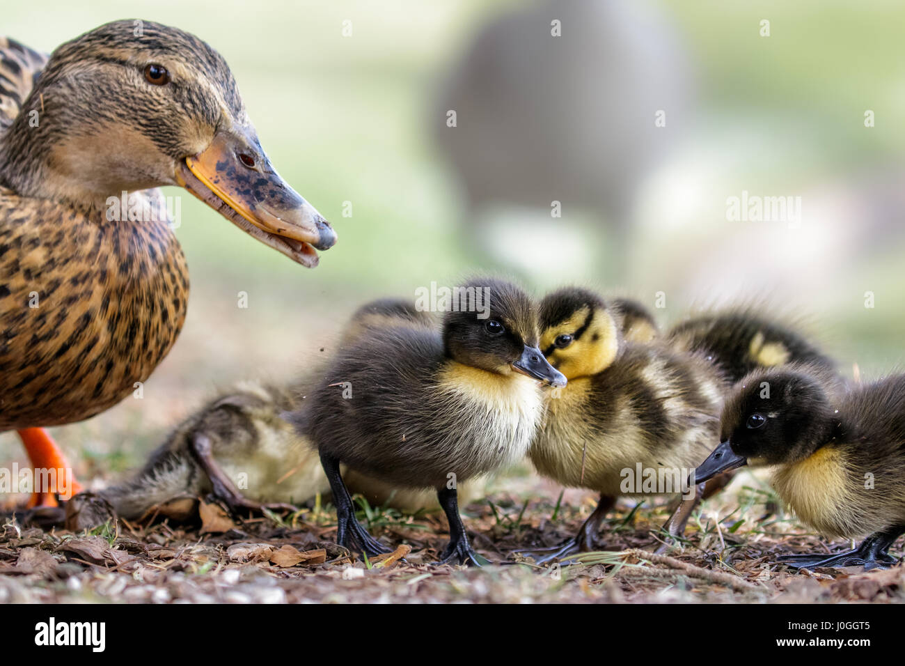 Niedliche Stockente Variable gefärbt Entenküken (Anas Platyrhynchos) mit Erwachsenen weiblichen Mama Stockfoto