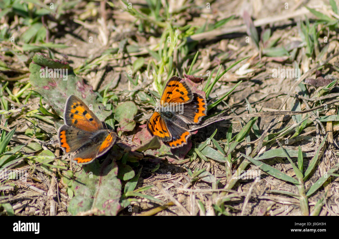 Makroaufnahme der Tow kleine Kupfer Schmetterlinge. Stockfoto