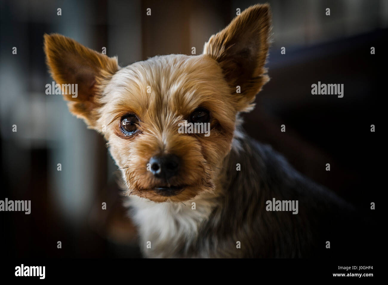 Niedliche Haustier Rasse Yorkshire-Terrier Hund neugierig Stockfoto