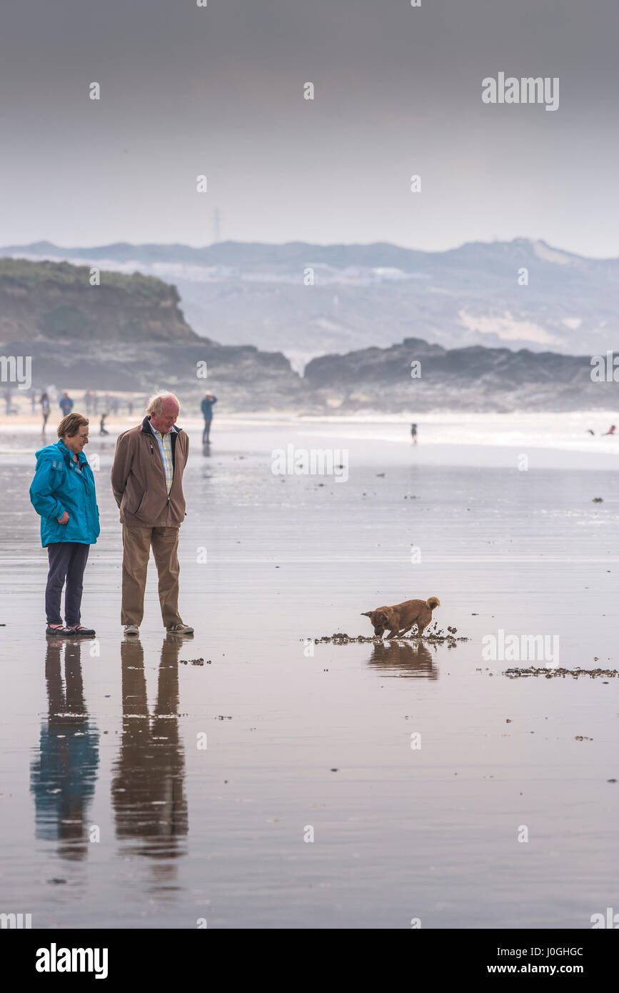 Gwithian Towans Strand; Hund; Eigentümer; Haustiere erlaubt; Graben; Sand; Bei Ebbe; Hundebesitzer; Cornwall Stockfoto