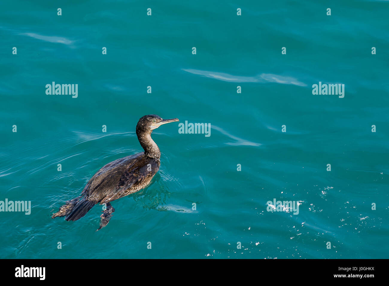 Kormoran; Phalacrocoracidae; Aquatische Vogel; Wasser; Meer; Wildvogel Stockfoto