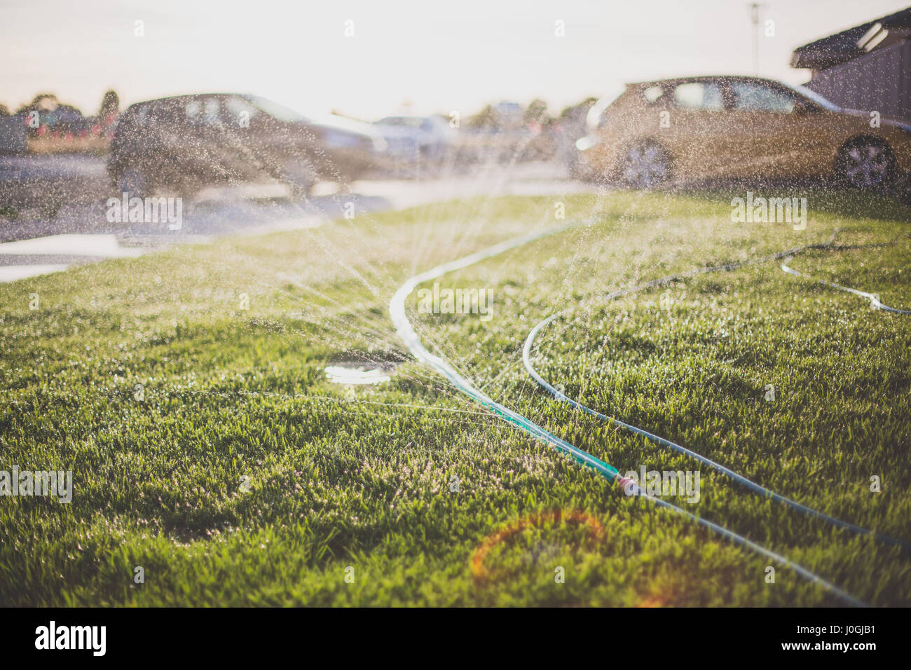 Wasser aus Gartenschlauch Spritzen, als eine Sprinkleranlage Stockfoto