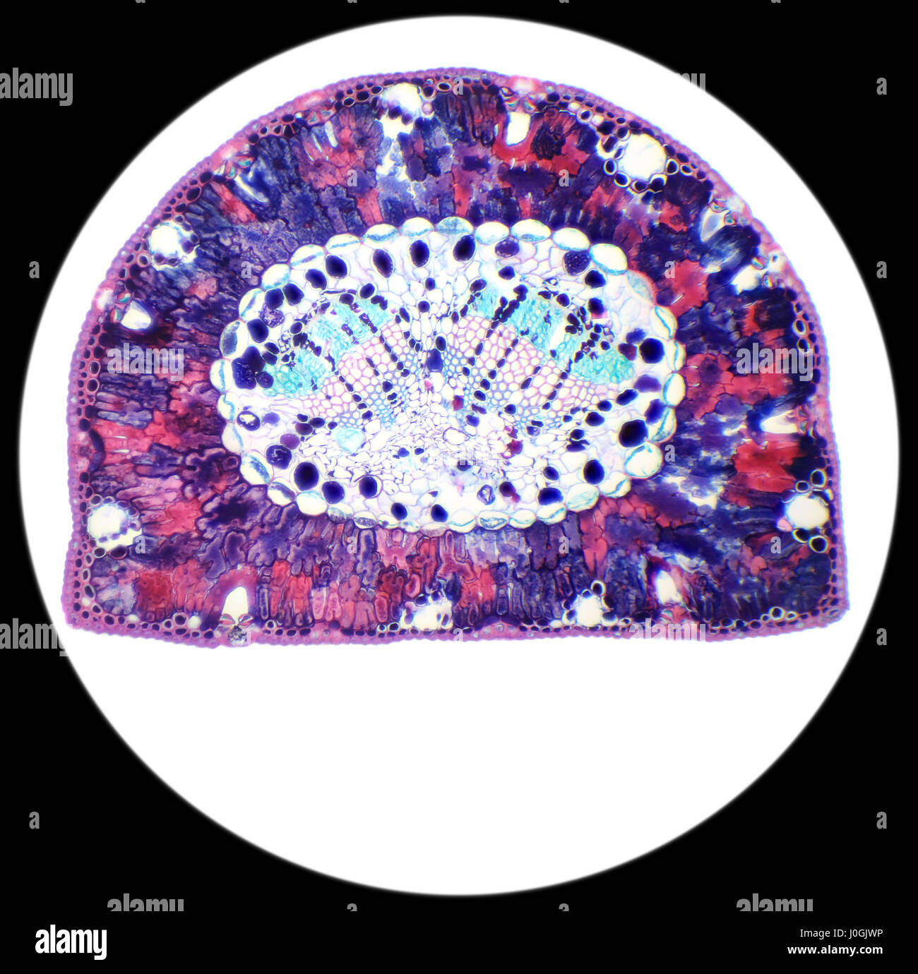 Kiefernnadel Querschnitt unter dem Mikroskop, Hintergrund, (Pinus) Stockfoto