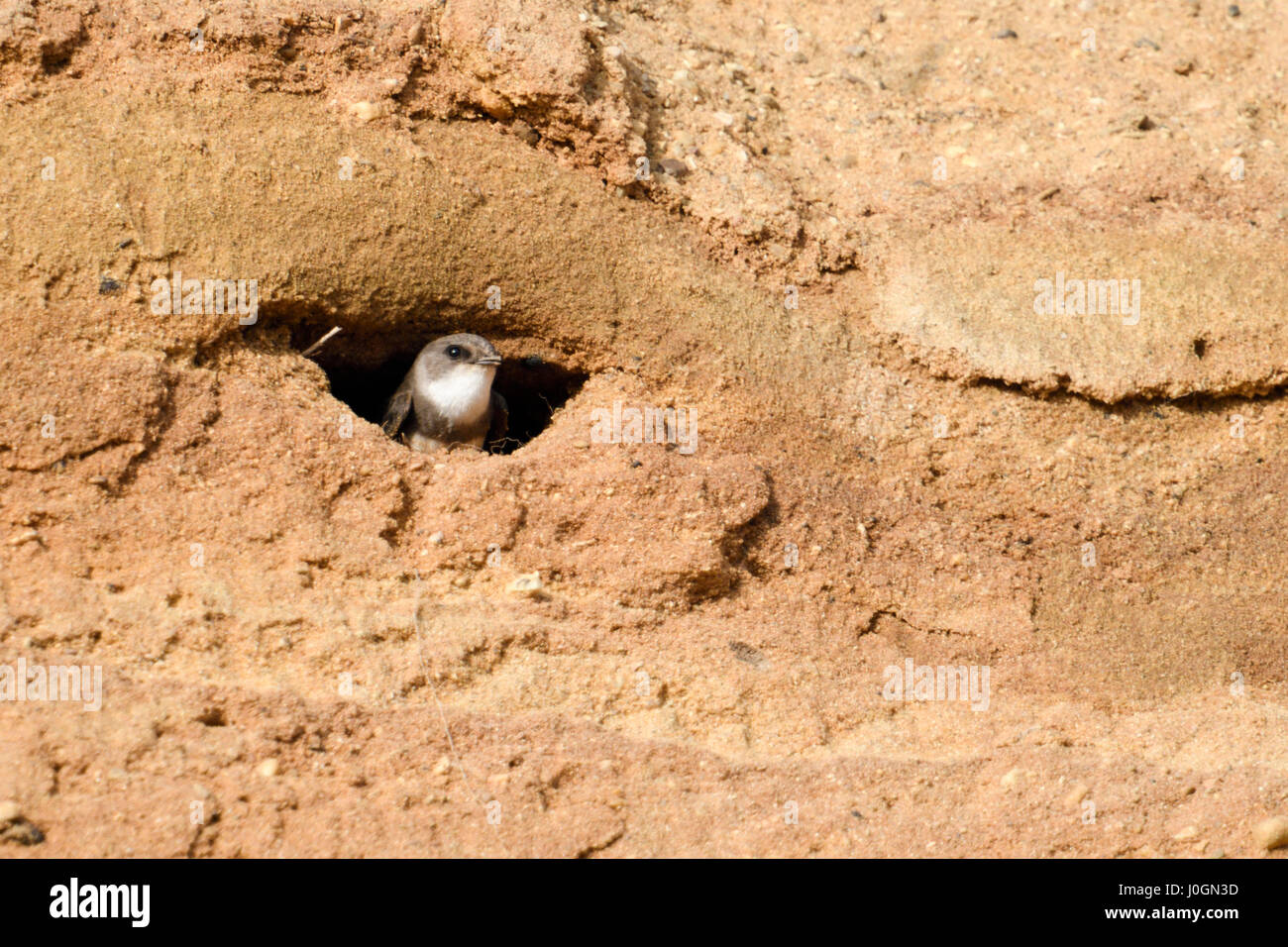 Sand Martin / Bank Schwalbe / Uferschwalbe (Riparia Riparia) gerade aus ihrem Nest Loch gegraben in einem sandigen Felsen von einer Sandgrube. Stockfoto