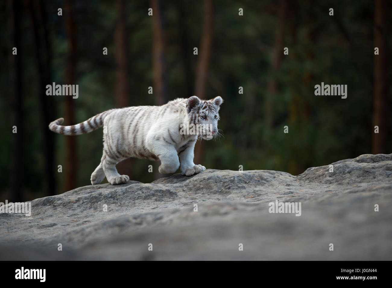 Royal Bengal Tiger / Koenigstiger (Panthera Tigris), weiße Morph, junges Tier, zu Fuß über die Felsen, Ganzkörper-Seitenansicht, natürlichen Umgebung. Stockfoto