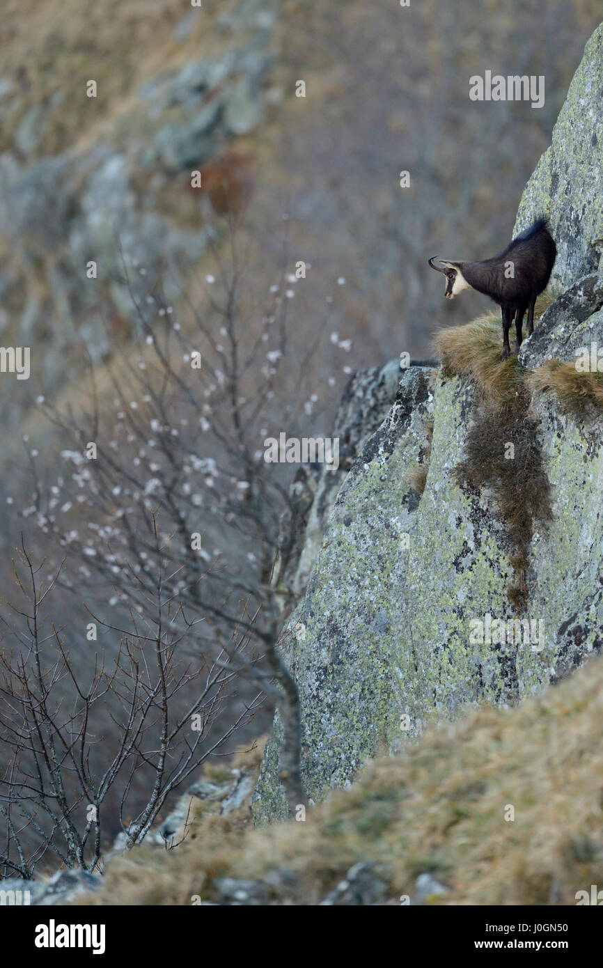 Chamois / Alpine Gemsen / Gaemse (Rupicapra Rupicapra) stehen in steilen Klippen hinunter ins Tal beobachten. Stockfoto