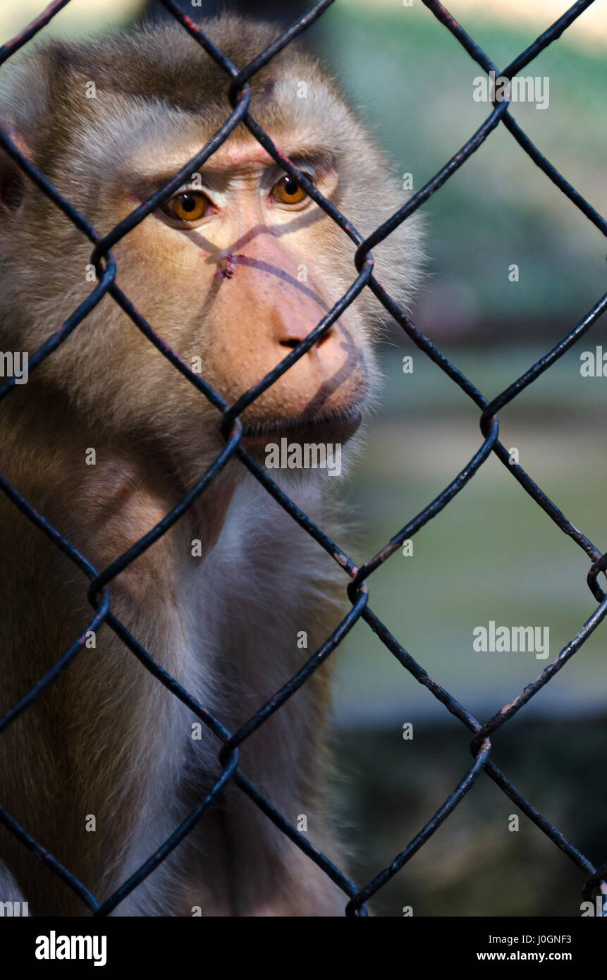 Affe in seltenen Tierrettung Mitte, Kbal Spean, in der Nähe von Siem Reap, Kambodscha Stockfoto