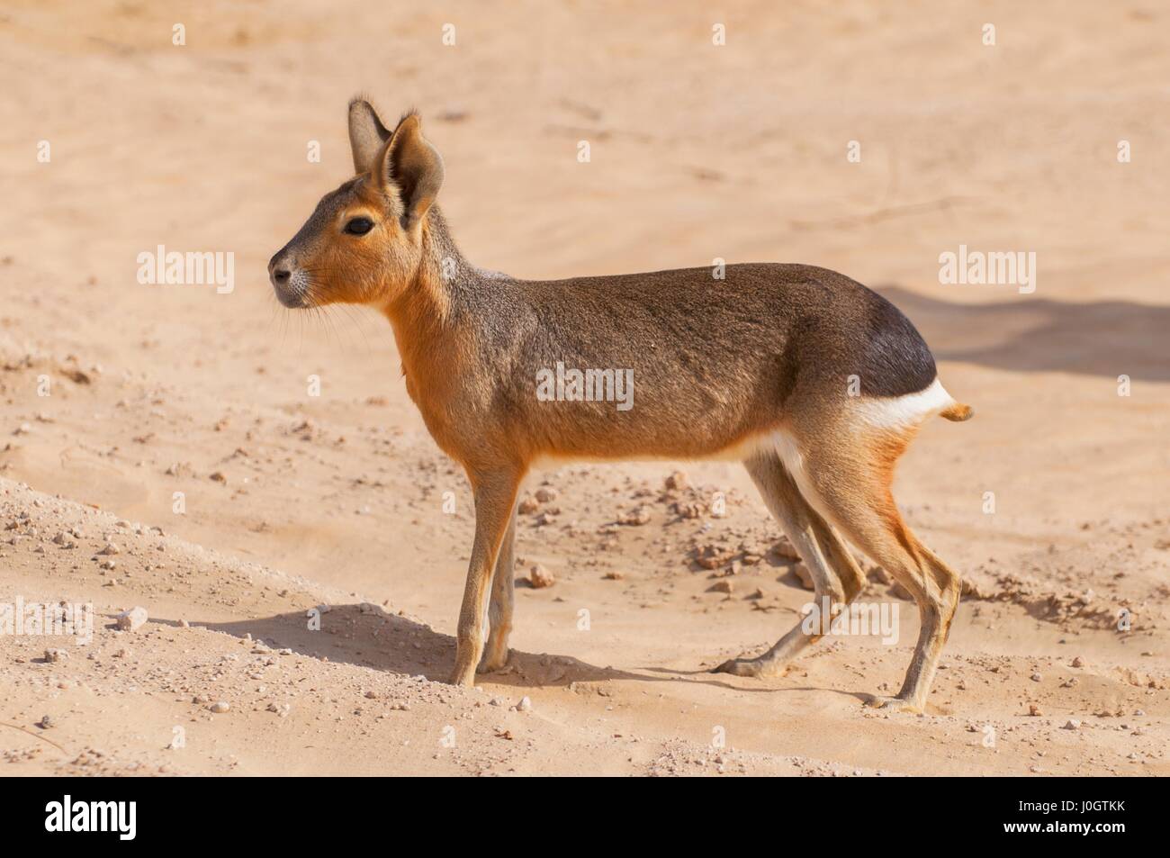 Die patagonischen Mara (Dolichotis Patagonum) Oase Lagune Al Qudra Seen in der Wüste in den Vereinigten Arabischen Emiraten in Arabien Stockfoto