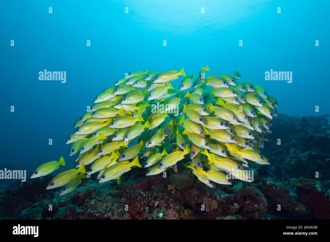 Schwarm von Bluestripe Snappers, Lutjanus kasmira, Süd Male Atoll, Malediven Stockfoto