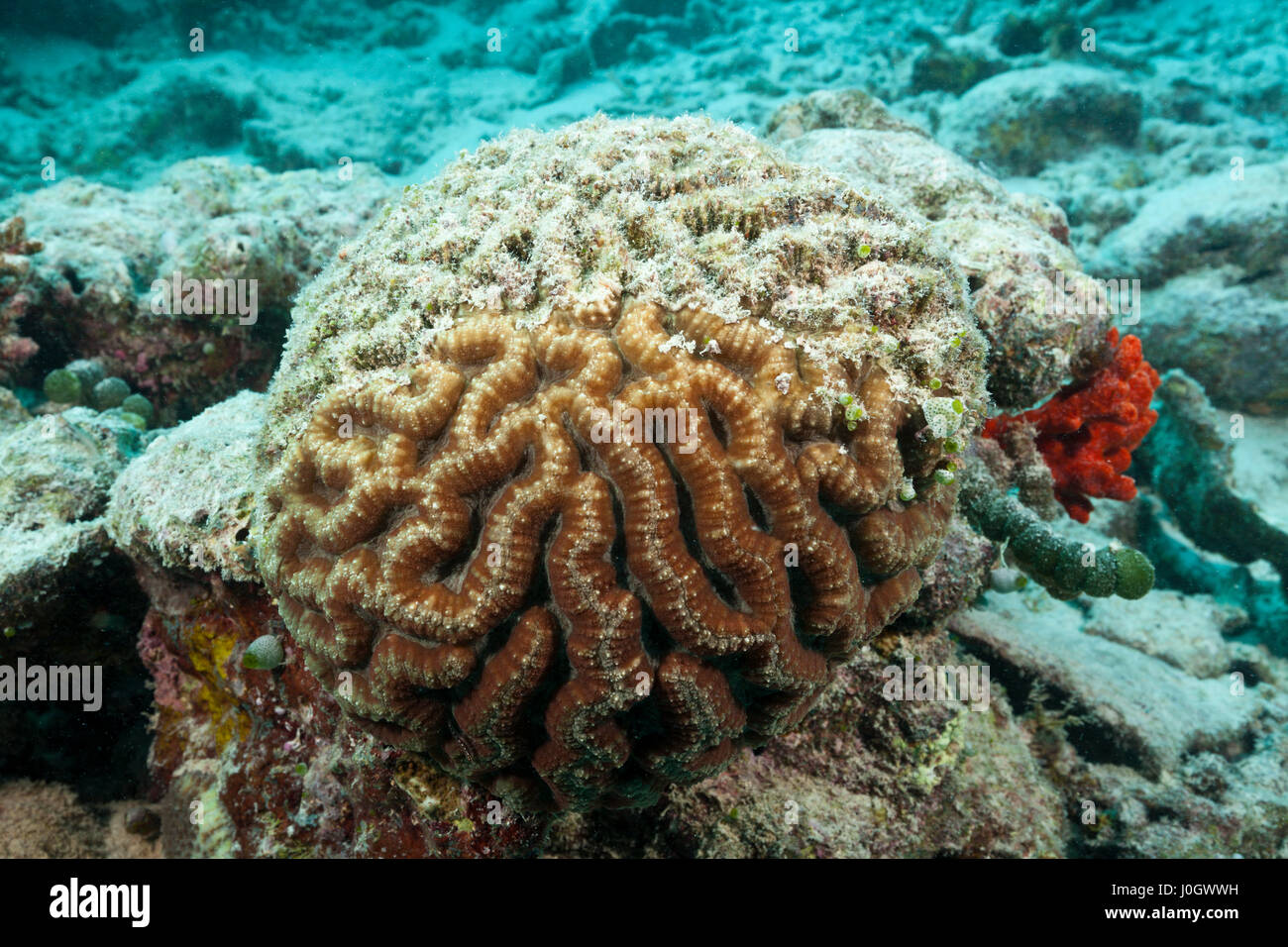 Gebleichte Korallen Riff obenauf, Nord Male Atoll, Malediven Stockfoto