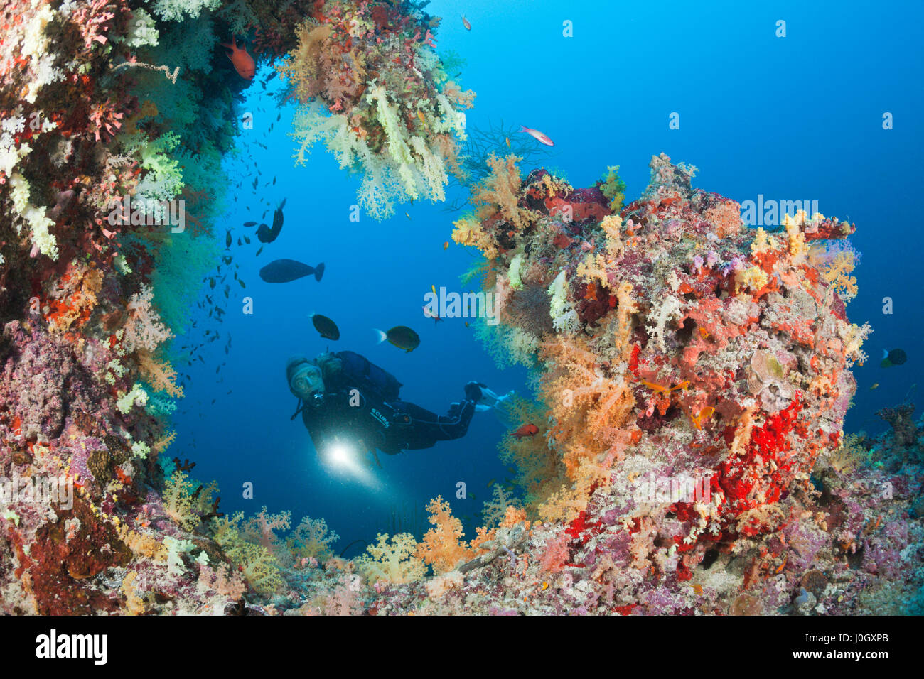 Taucher am Korallenriff, Felidhu Atoll, Malediven Stockfoto