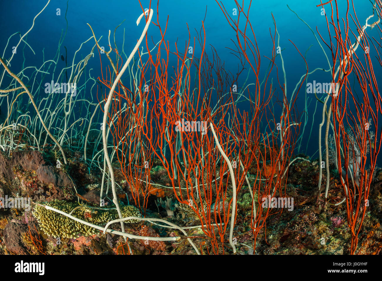 Rote Peitsche Korallen, Ellisella SP., Cenderawasih-Bucht, West Papua, Indonesien Stockfoto