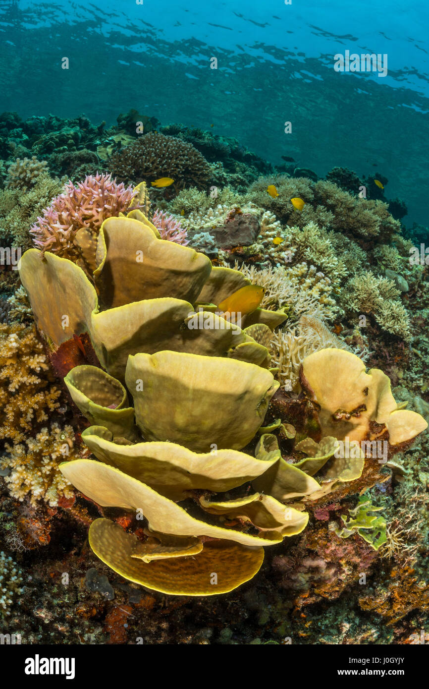 Platte Hartkorallen, Echinopora SP., Cenderawasih-Bucht, West Papua, Indonesien Stockfoto