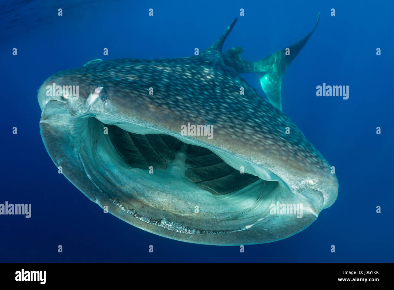 Walhai, Rhincodon Typus, Cenderawasih-Bucht, West Papua, Indonesien Stockfoto