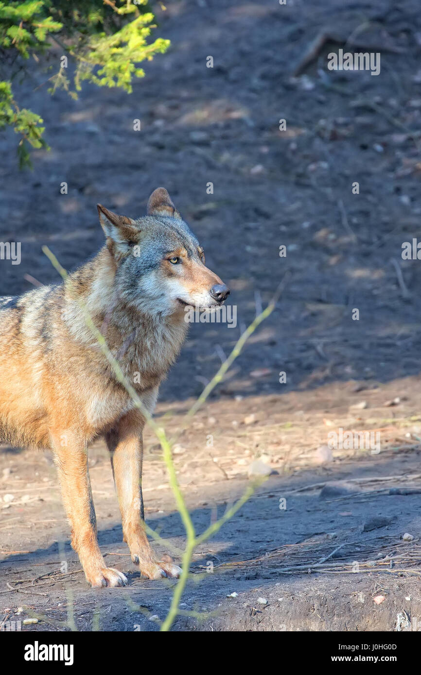 Wolf im Wald, ein Porträt Stockfoto