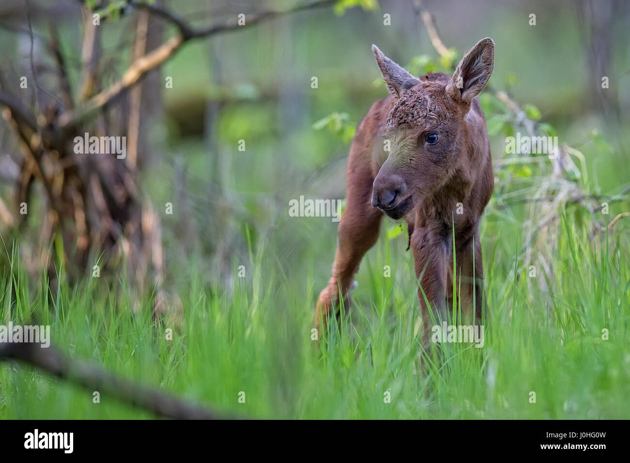 Junge Elche im Wald Stockfoto