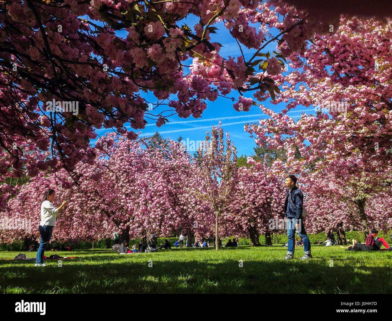 Antony, Frankreich, Menschen genießen Kirschblüten in voller Blüte im Parc de Sceaux, Frühlingsblumen, Paris bunt Stockfoto