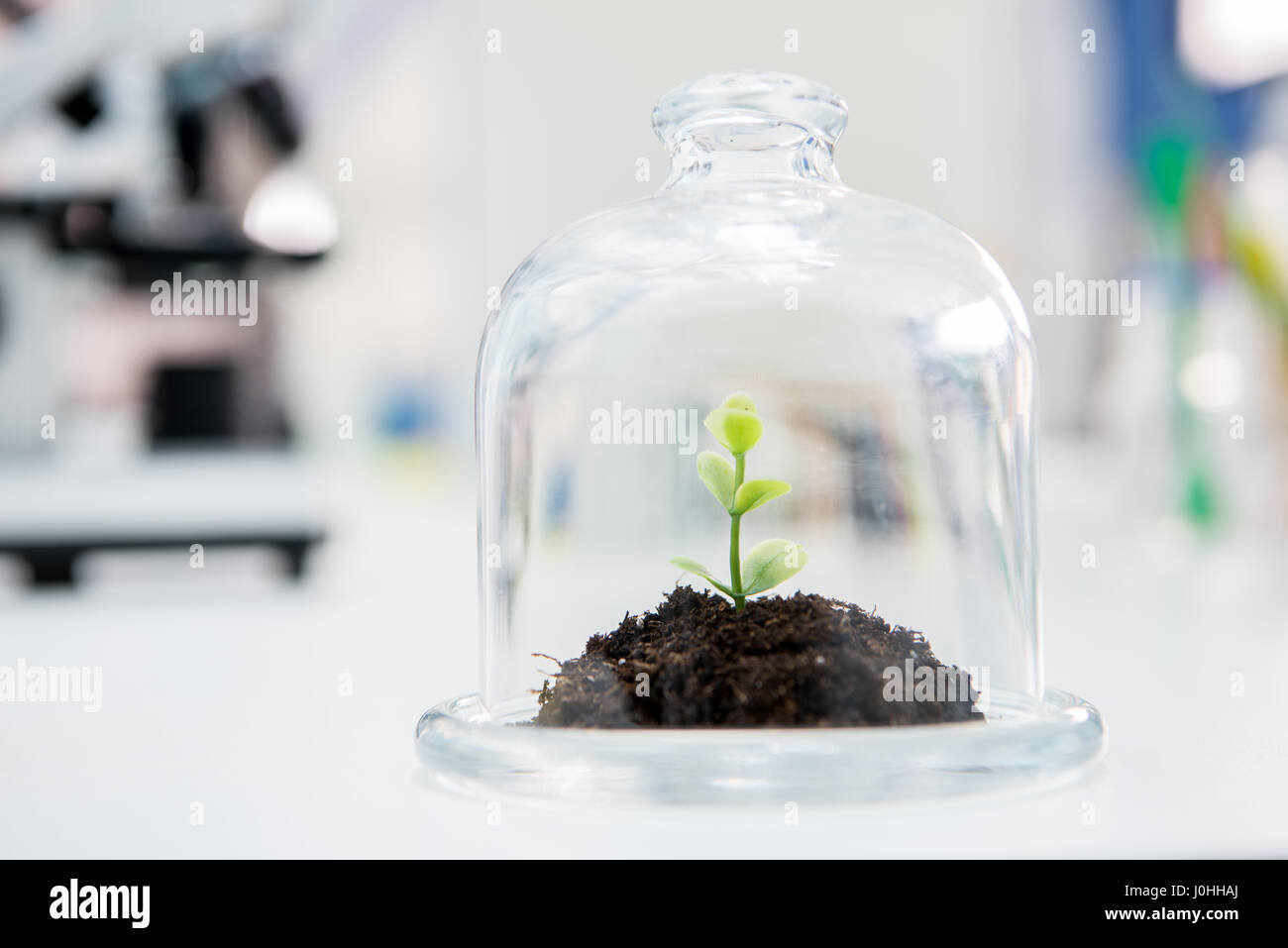 Vergrößerte Ansicht des frischen grünen Pflanze wächst in Glas terrarium Stockfoto