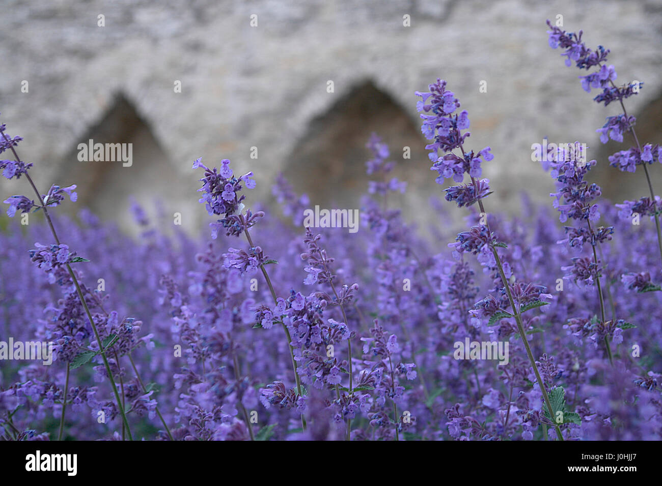 Violetten Blüten in alte Stadt von Tallinn Stockfoto