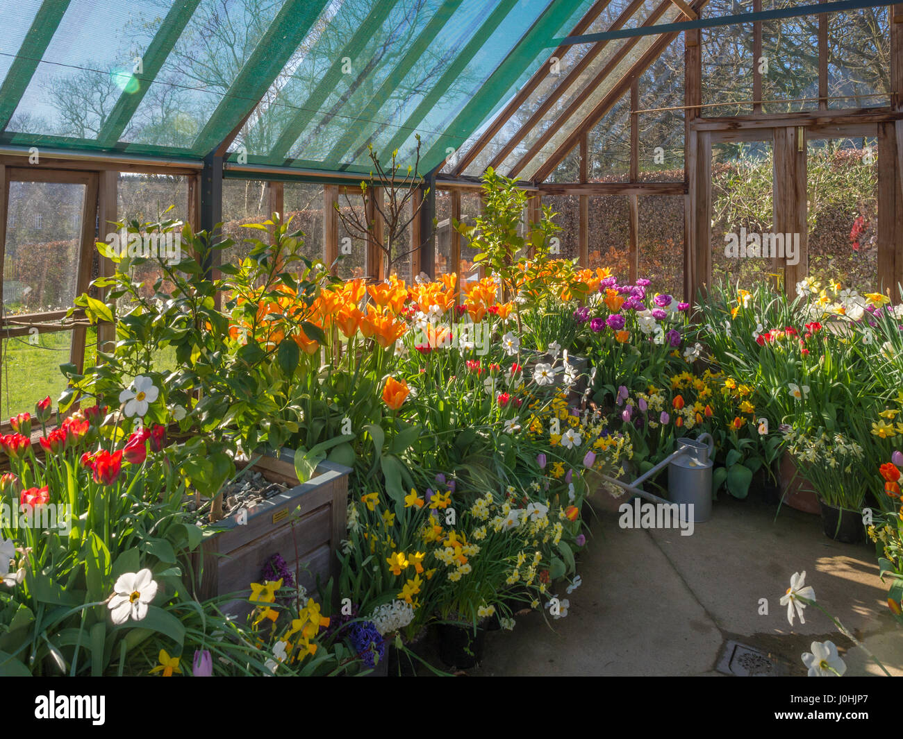 Gewächshaus voller Frühlingsblumen Stockfoto