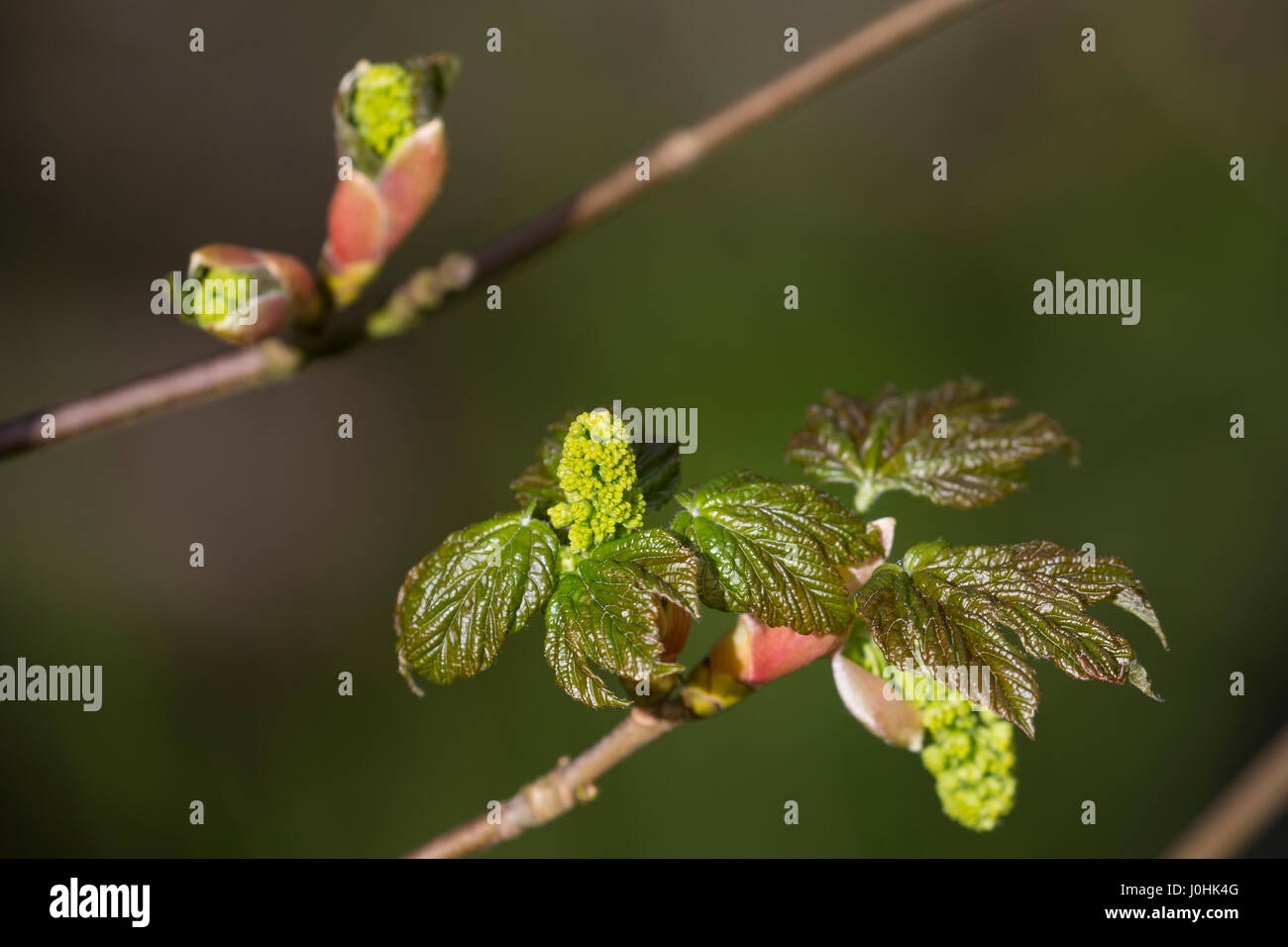 Berg-Ahorn, Bergahorn, Ahorn, Aufbrechende Knospe, Knospen, Blattentfaltung, Blattknospe, Blütenknospe, Acer Pseudoplatanus, Platane, Ahorn, zeugte s Stockfoto