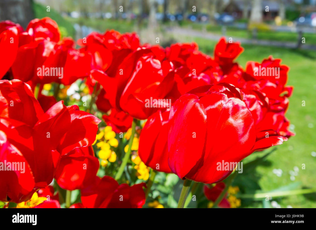 Rote Tulpen (Tulipa) in der Blüte im Frühjahr in West Sussex, England, UK. Stockfoto