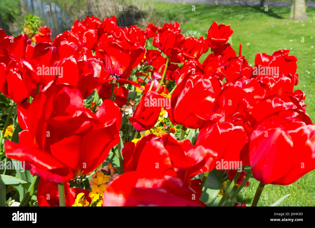 Rote Tulpen (Tulipa) in der Blüte im Frühjahr in West Sussex, England, UK. Stockfoto