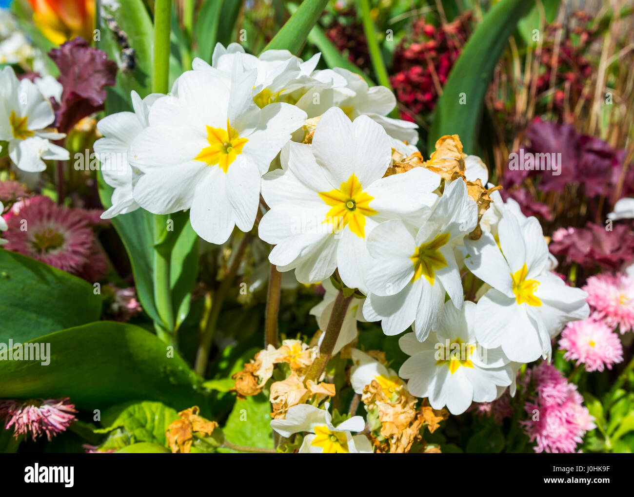 Blumen von einem weißen Primel (Primula) mit gelben Augen, in einer dekorativen Beet in einer kleinen Stadt im Frühling, in West Sussex, England, UK. Stockfoto