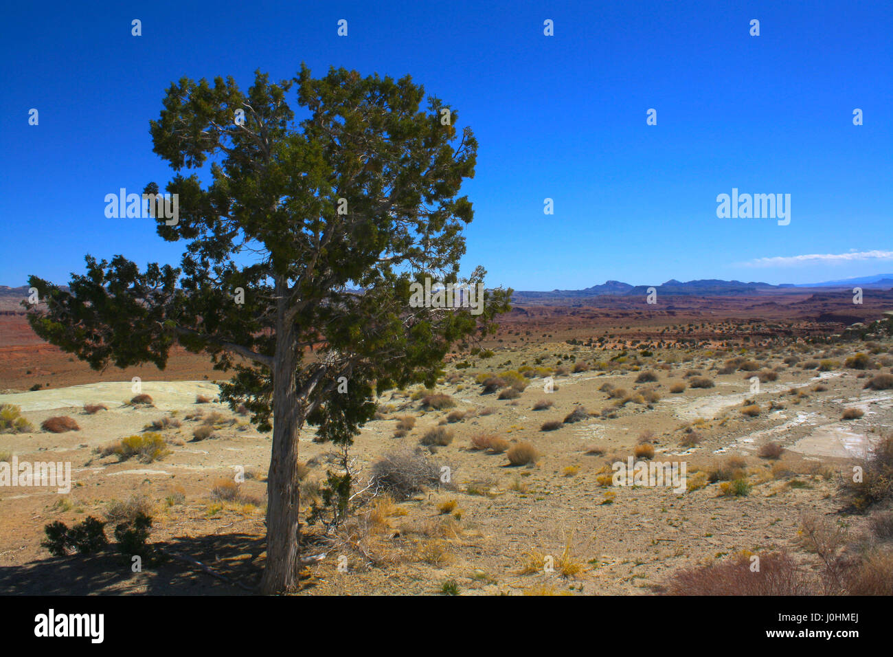 Ein einsamer Baum steht im Vordergrund mit der offenen Landschaft im Hintergrund. Stockfoto