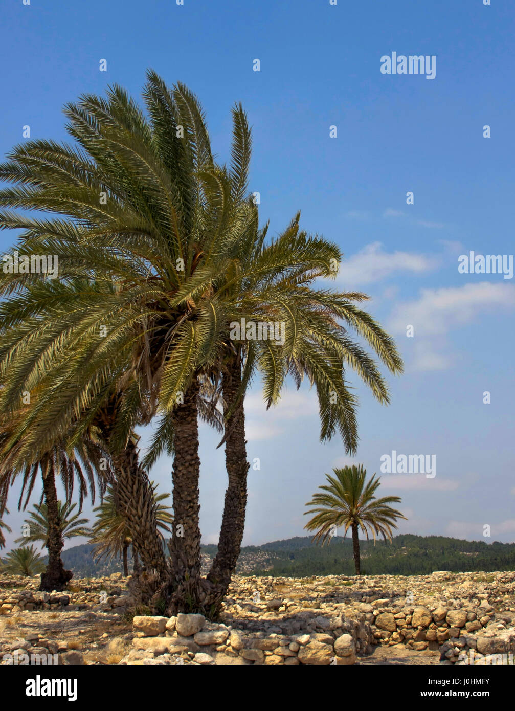 Palmen Sie in Megiddo auf die Landschaft. Stockfoto