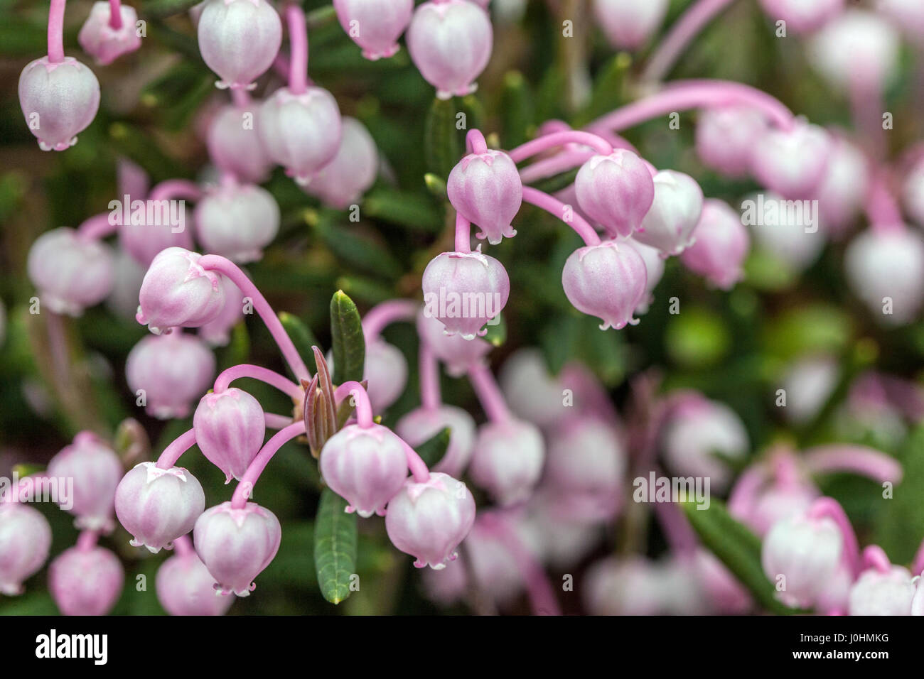 Moorrosmarin, Andromeda Polifolia Blume Andromeda „Blaues Eis“ Stockfoto