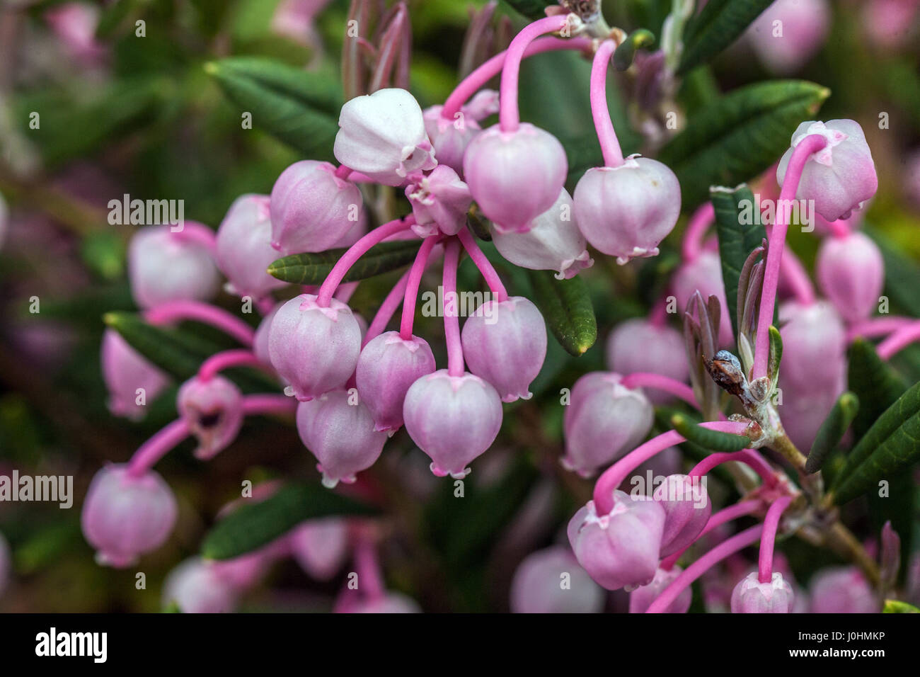 Moorrosmarin, Andromeda polifolia in Blüte Torfmoorpflanze Andromeda „Blue Ice“ Stockfoto