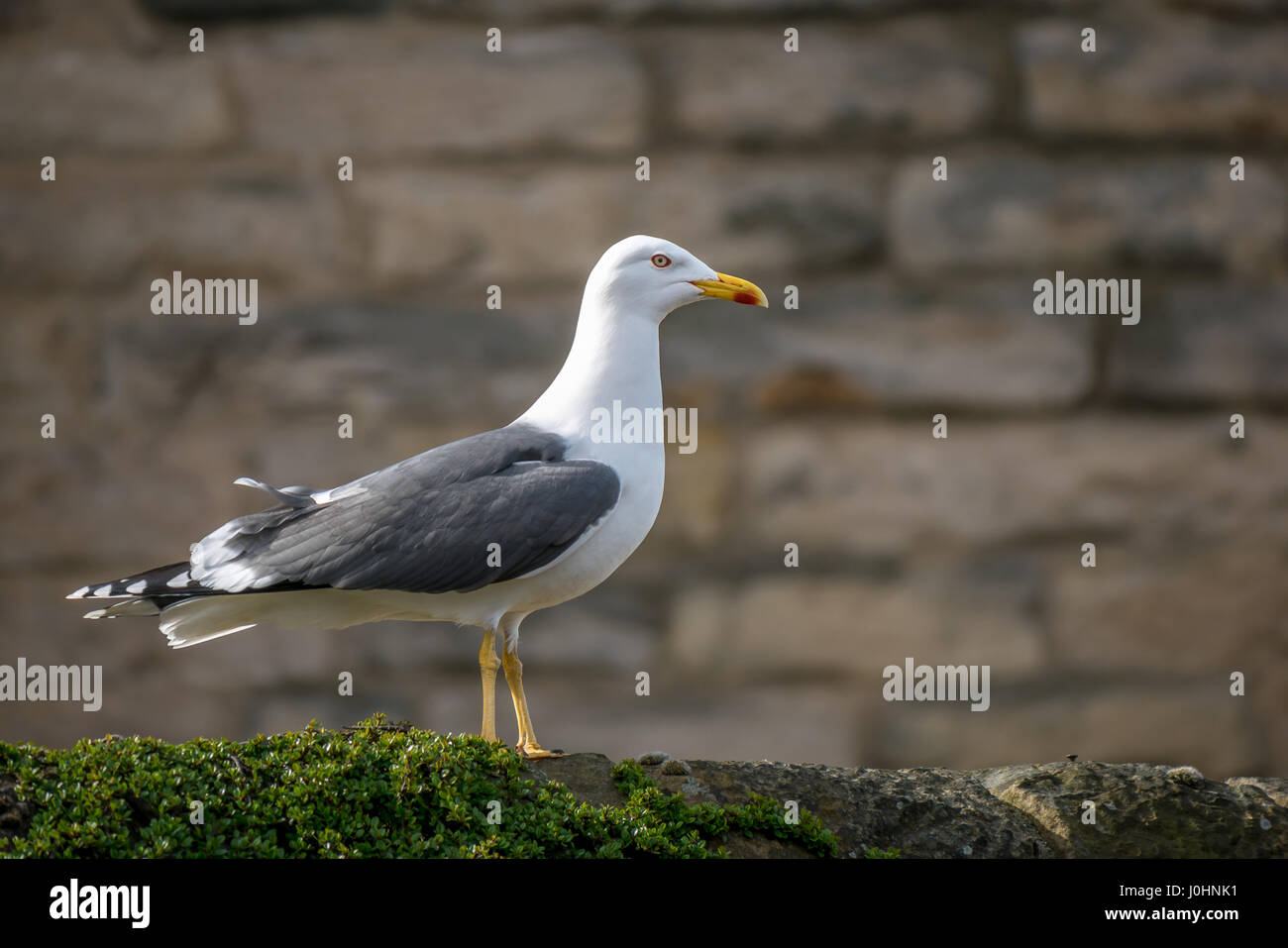 In der Nähe der Einsamen weniger schwarz backed Gull, Larus fuscus, mit Sandstein Mauer Hintergrund, Schottland, Großbritannien Stockfoto