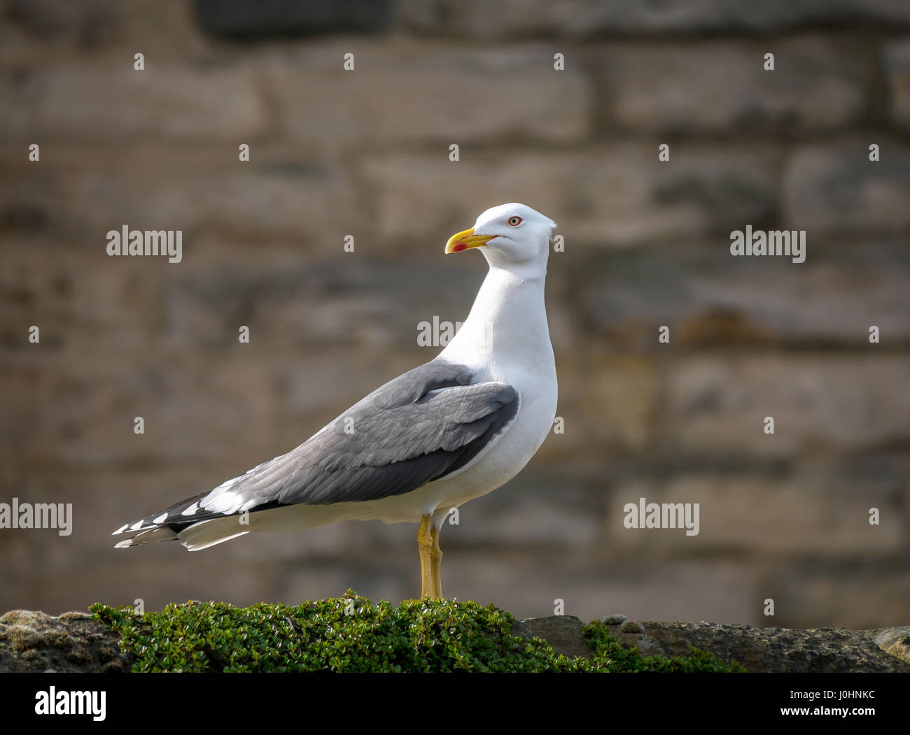 In der Nähe der Einsamen weniger schwarz backed Gull, Larus fuscus, mit Sandstein Mauer Hintergrund, Schottland, Großbritannien Stockfoto