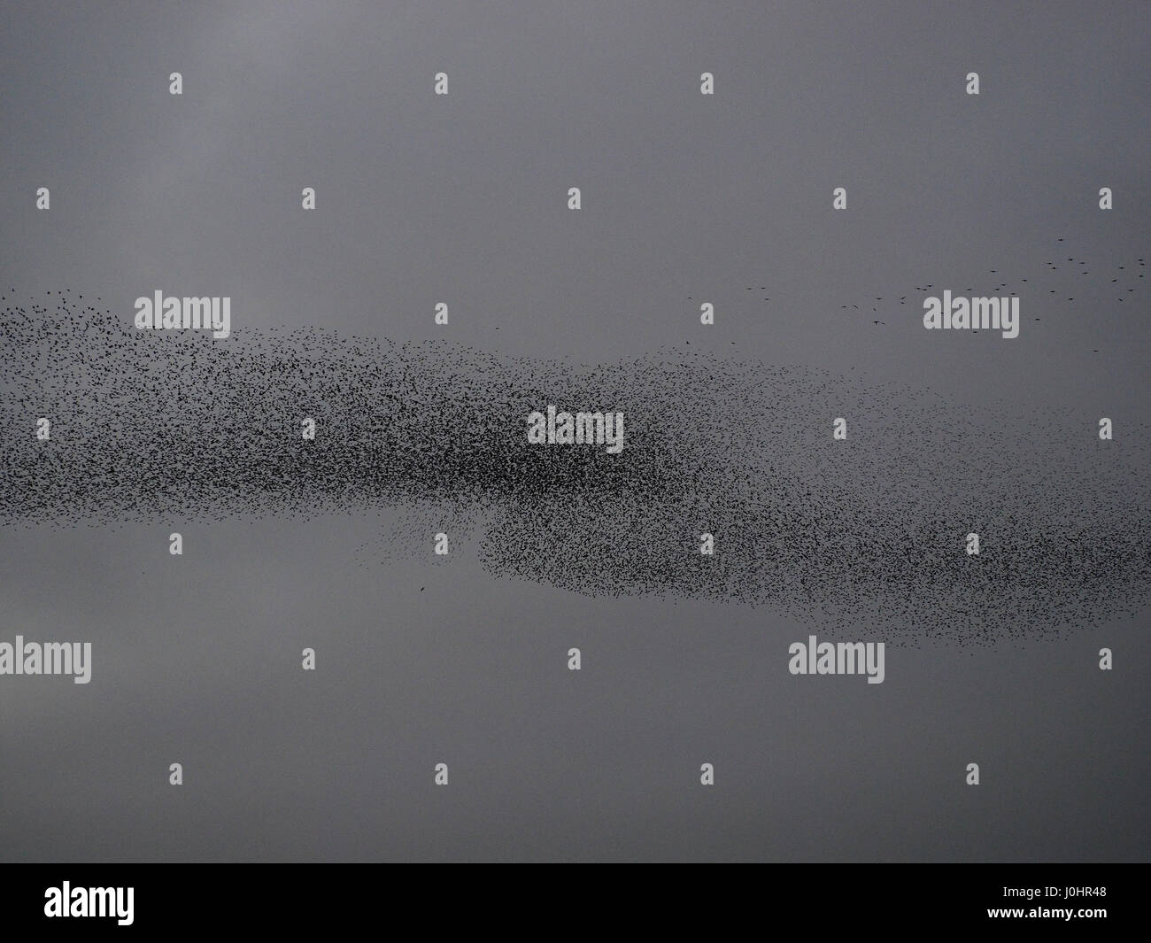 riesige Murmuration der gemeinsamen Stare (Sturnus Vulgaris) gestört durch Sperber erstellen spektakuläre Muster Abendhimmel in Cumbria, England UK Stockfoto