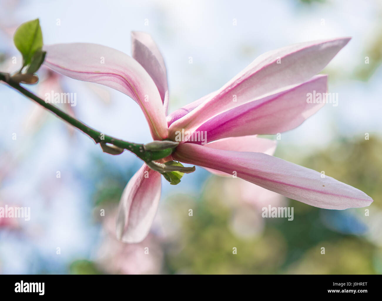 Magnolia Liliiflora einzelne Blume Stockfoto