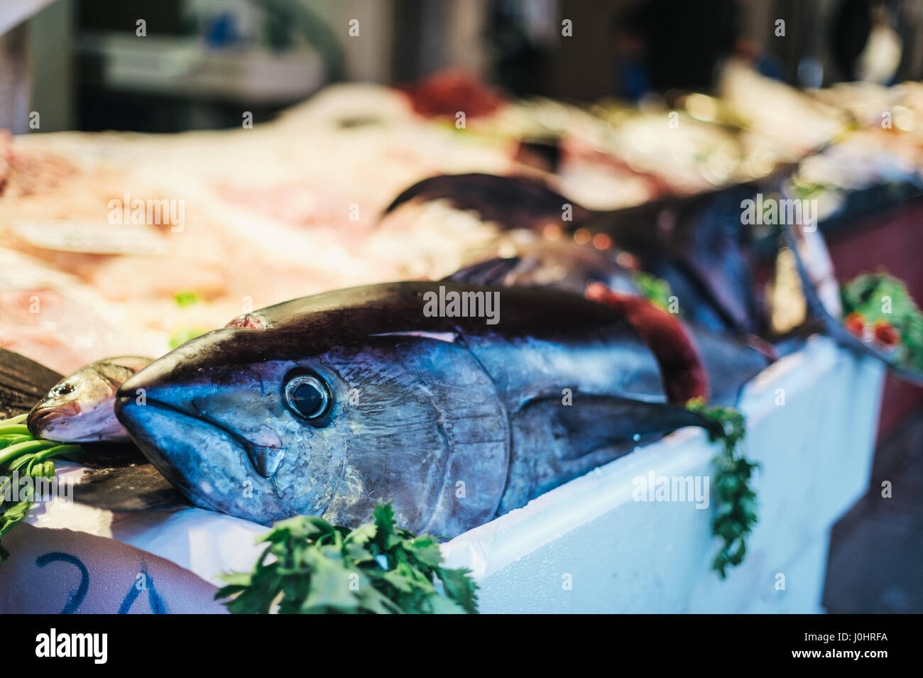 Frischer Thunfisch in einem Eimer Eis auf dem Rialto Food Market in Venedig, Italien Stockfoto