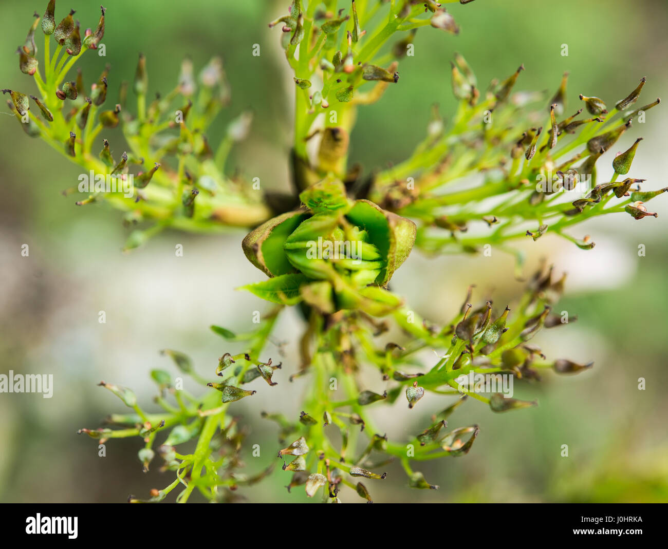 Gemeinsamen Asche Blume Rosette im Frühjahr Stockfoto