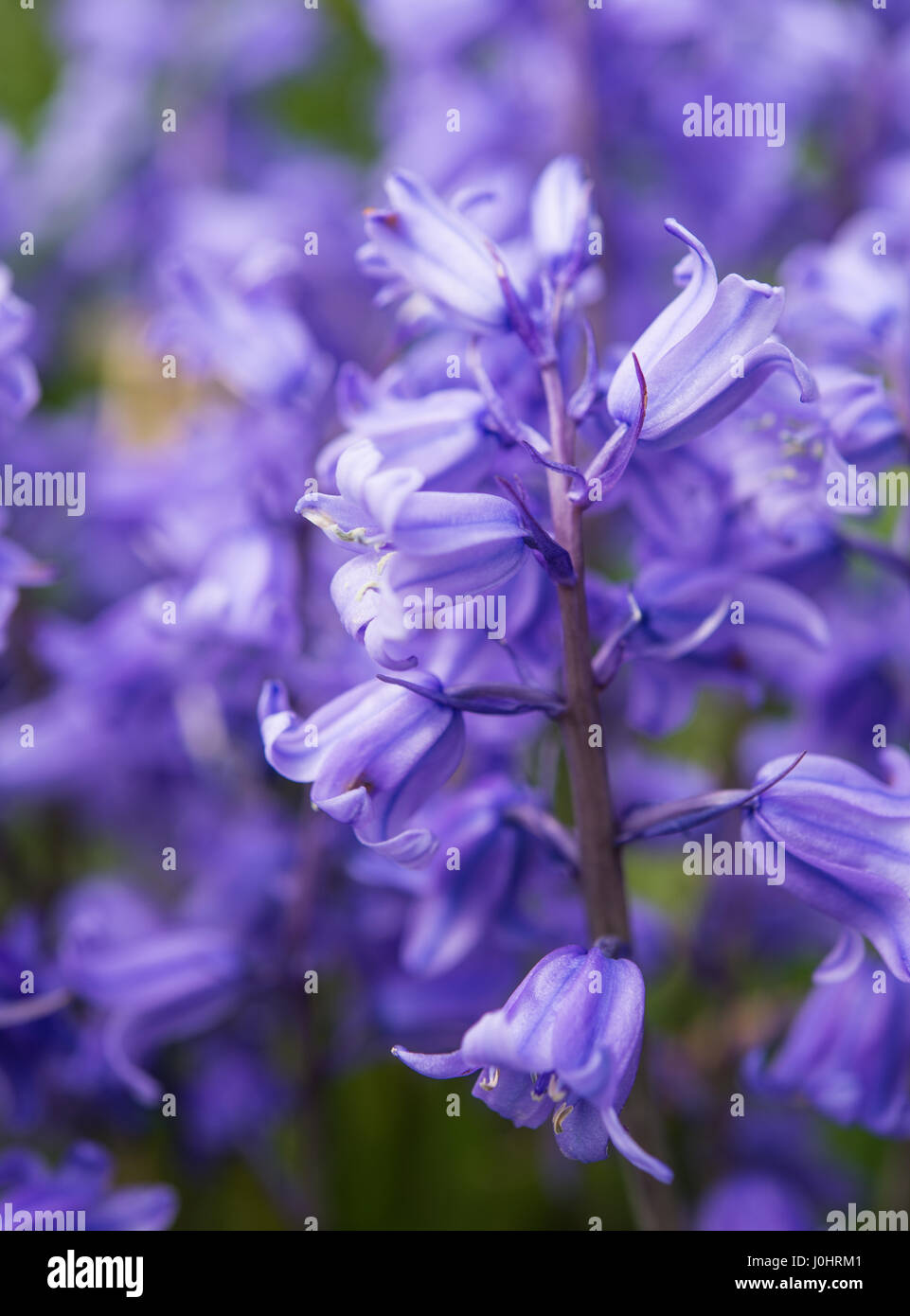 Britische Glockenblumen im Frühjahr Stockfoto
