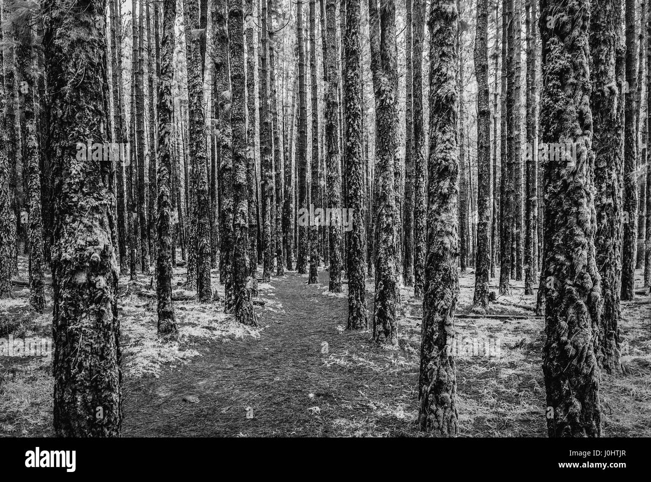 Bäume im Wald bewachsen mit Moos, schwarz / weiß Stockfoto
