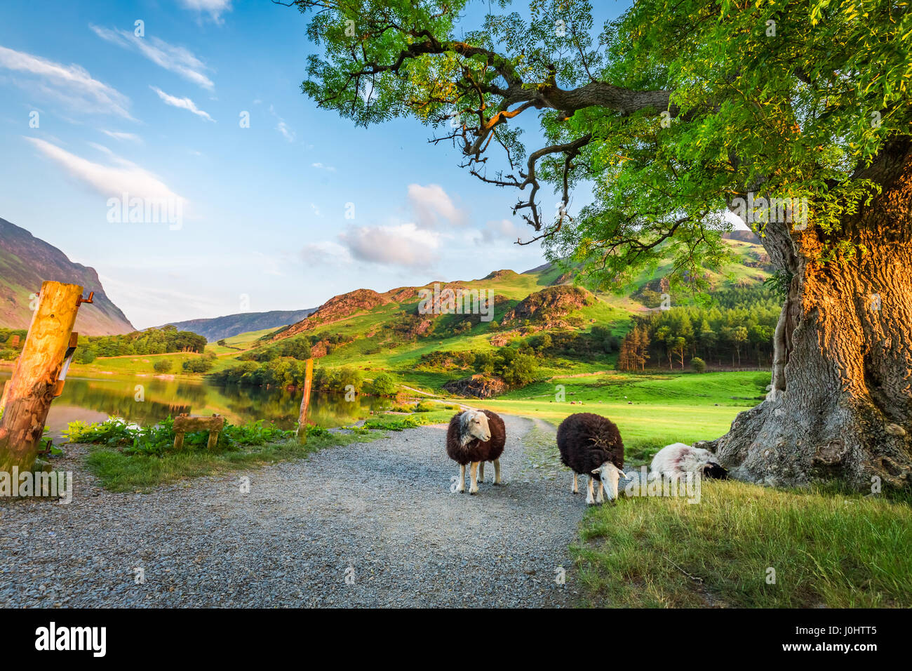 Neugierige Schafe auf der Weide im Sommer, Lake District, England Stockfoto