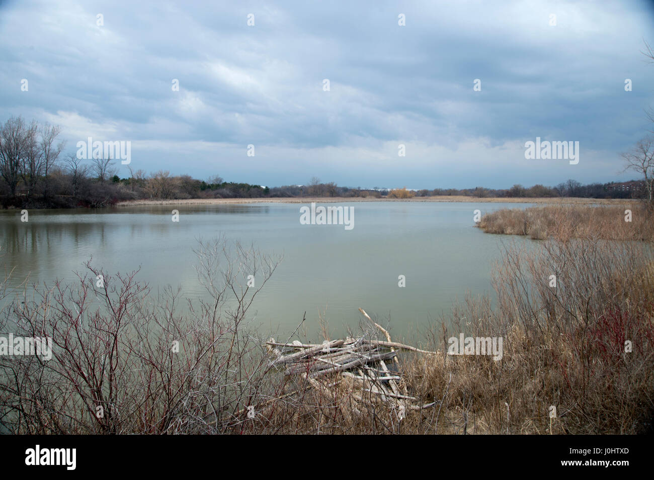 Kanada, Ajax, Ontario. Ontario-See. Ein Biber Damm im Bau Stockfoto